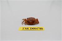 藏品(絨毛近方蟹)的圖片